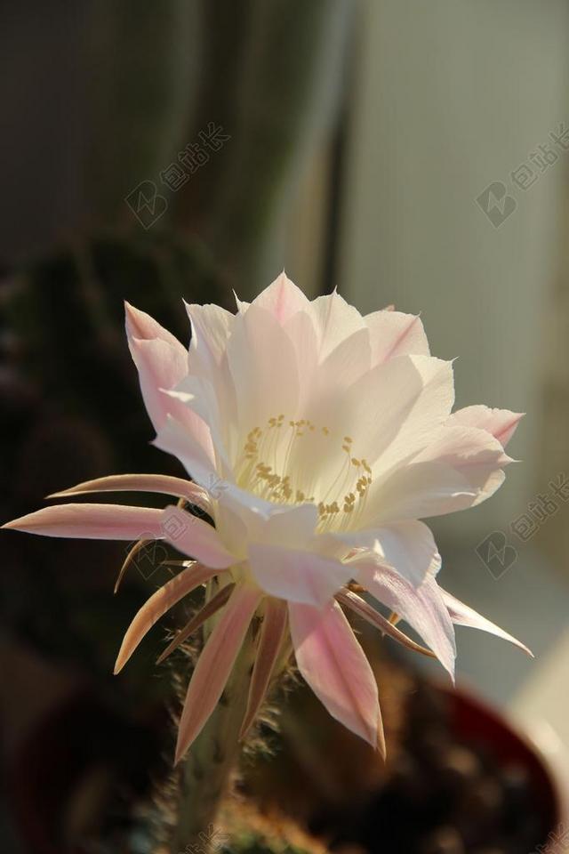植物清新布鲁姆背景图片