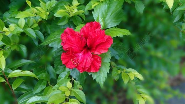 朱槿 扶桑 大紅花