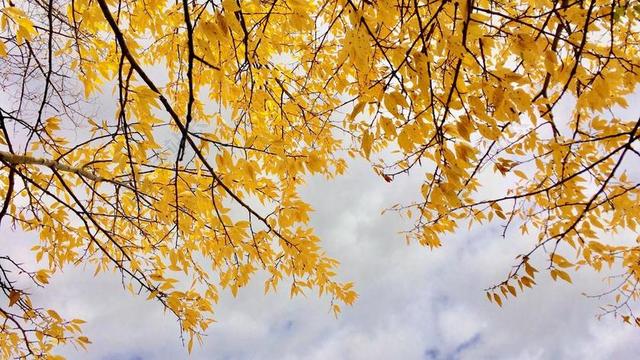 叶子 天空 金 黄色 云 秋天 秋 科罗拉多州 九月 景观