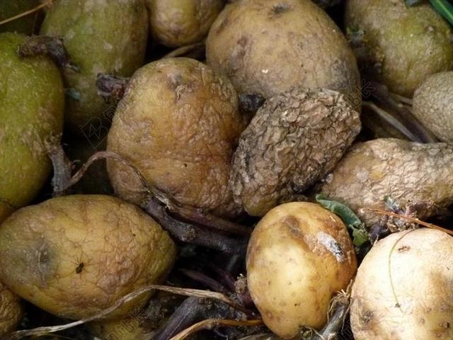 腐烂的土豆 食品 衰变 老 腐 腐烂 模具 发霉 烂