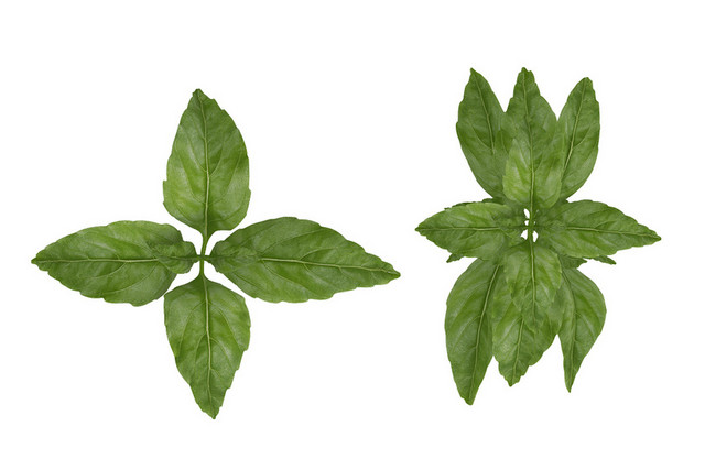 植物罗勒叶素材绿色自然