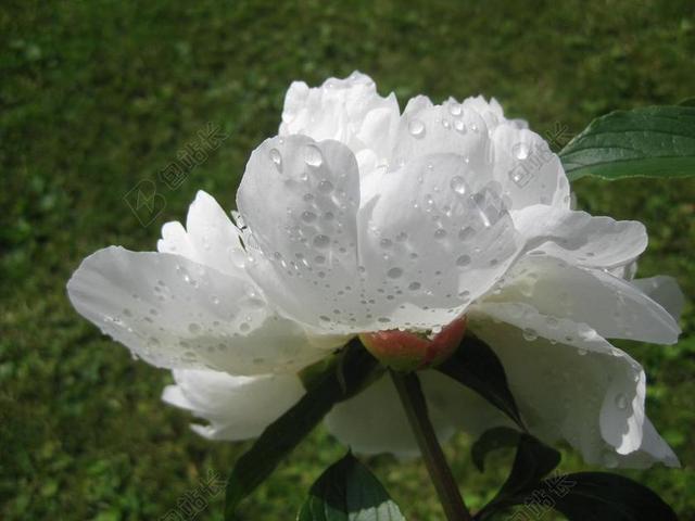 花园里的白色在雨中怒放背景图片