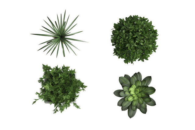 植物素材仙人掌植物绿色