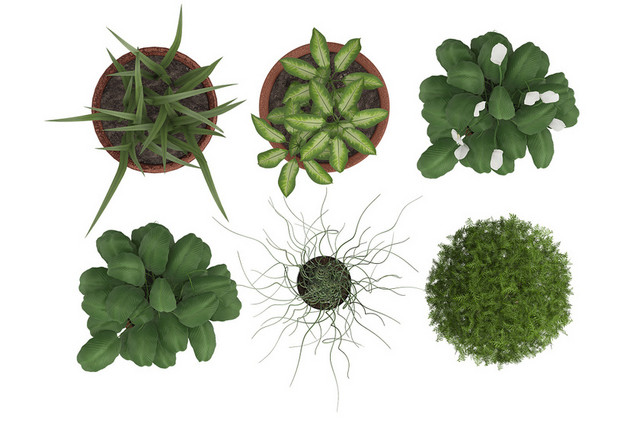 植物素材绿色树叶绿叶盆栽