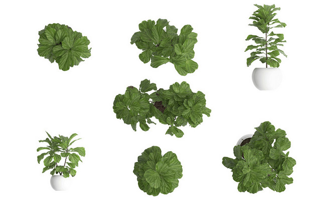 植物素材绿色叶子植物盆栽