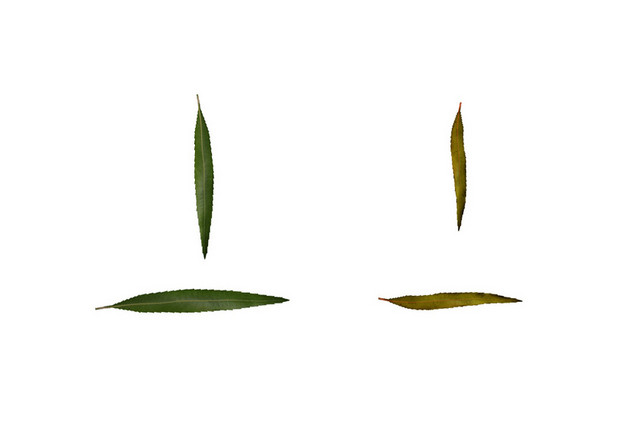 植物素材树叶竹叶绿色自然