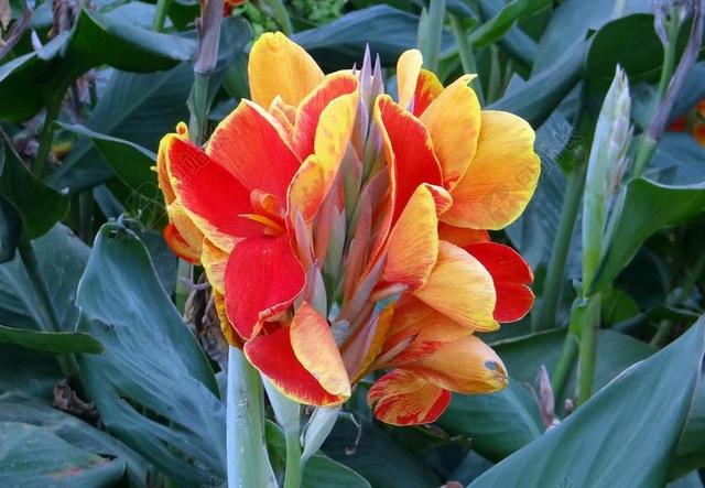 美人蕉 科力 美人蕉百合 花 橙色 CANNACEAE 印度