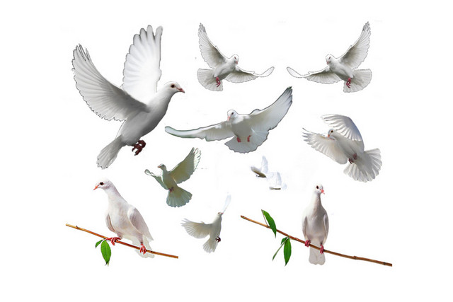 白色鸽子鸟类和平鸽PNG素材