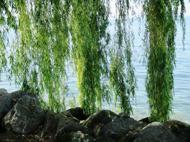 绿色垂柳树叶石头水背景图片