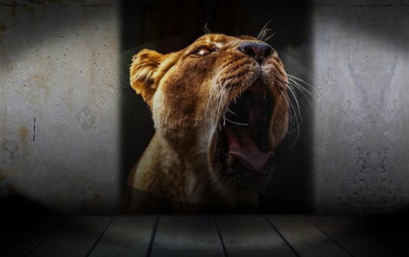 狮子头张嘴伸舌头立体墙壁投影背景图片