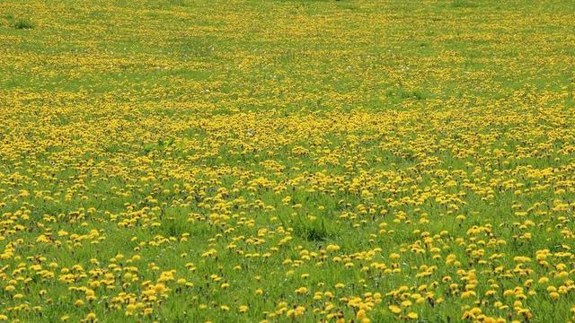 蒲公英 草地 黄色 绿色 指出花 性质 夏季 光明 草