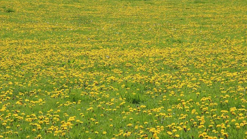 蒲公英 草地 黄色 绿色 指出花 性质 夏季 光明 草