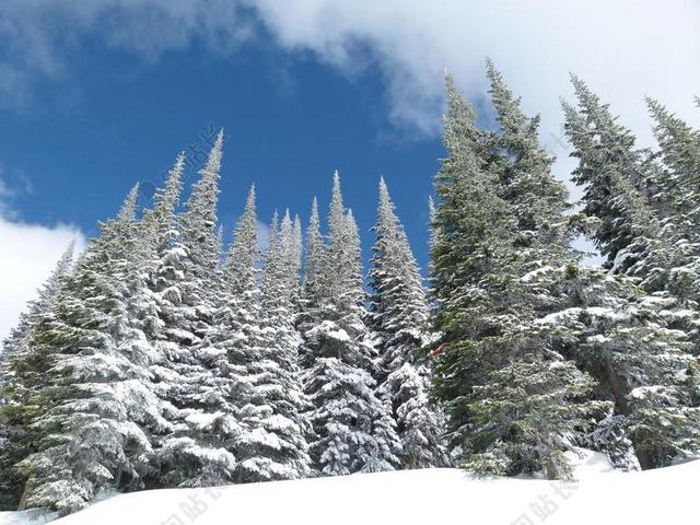 太阳峰 滑雪场 不列颠哥伦比亚省 加拿大  活动 雪 冬天