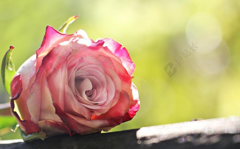 玫瑰 文化大涨 丰花 粉红色 白 粉色白色 粉红色的白玫瑰