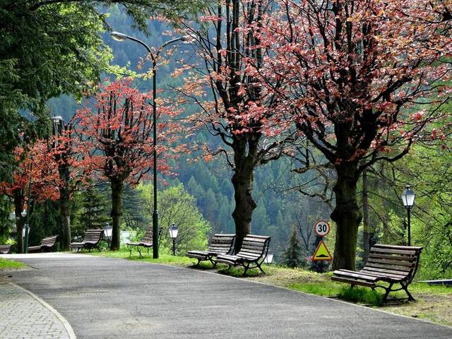 马路边的凳子和树背景图片