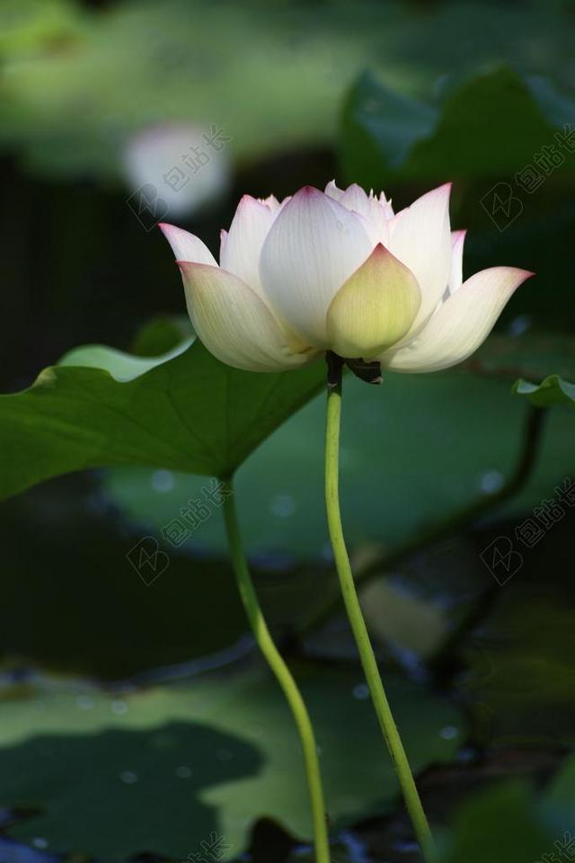 荷花 白色 佛教 莲花 佛教的 池塘 自来水厂