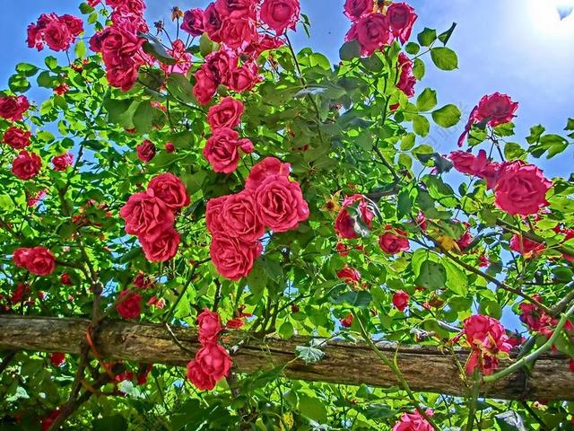 玫瑰 花园 花 开花 夏季 盛开 玫瑰绽放 蔷薇科 粉红色