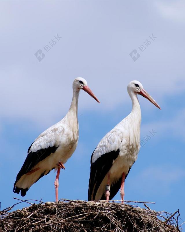 鹳 鹳夫妻 鸟类 拨浪鼓鹳 洛杉矶飞 鹳的巢 白鹳 动物