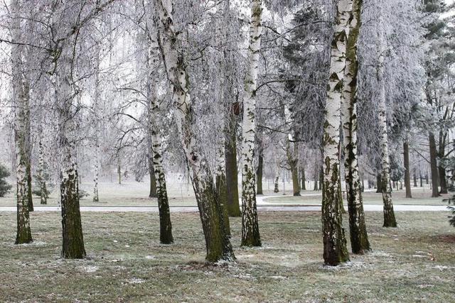冬天 霜 雪 树 微风 白桦树 公园 冻伤 冻伤枝 冰