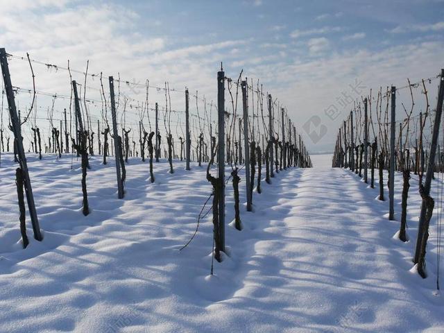 葡萄园 冬天 雪 寒冬 白 冷 休息 景观 斜坡 太阳