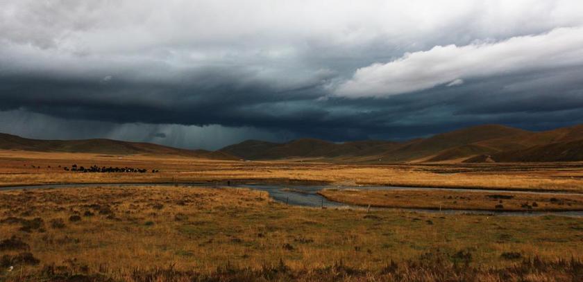阴天下黄色的草原背景图片