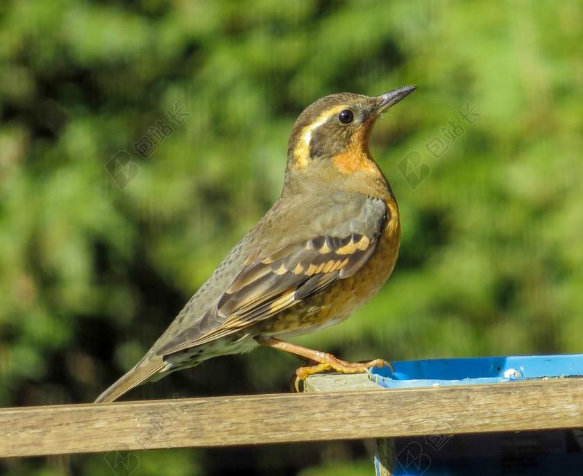 不同的画眉 野生动物 观鸟 鸟 IXOREUS NAEVIUS