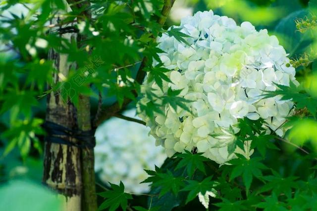 绣球花 植物 日本 鲜花 雨季 白 自然 绿色