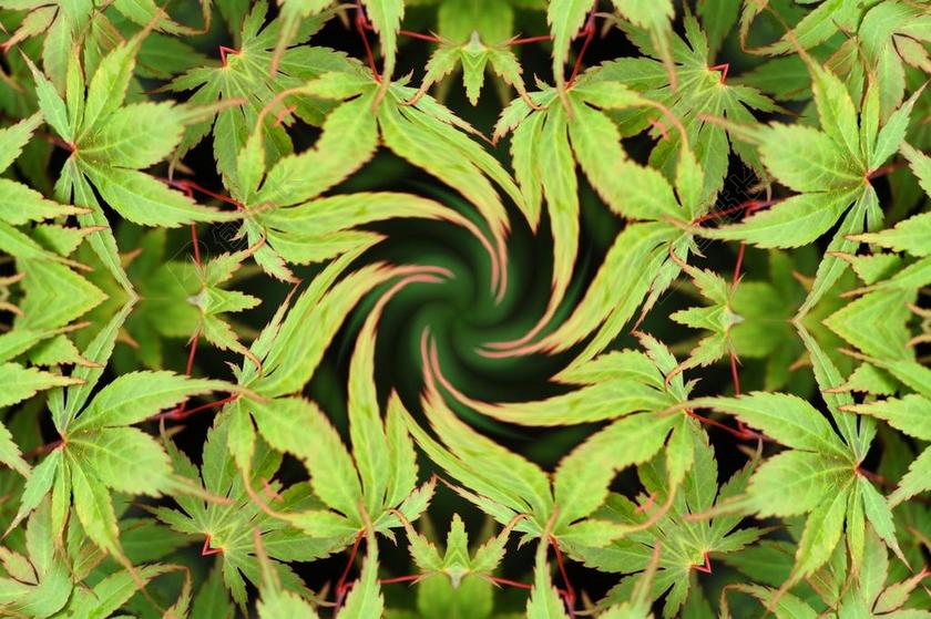 绿色 叶子 树 枫 大麻 背景 万花筒