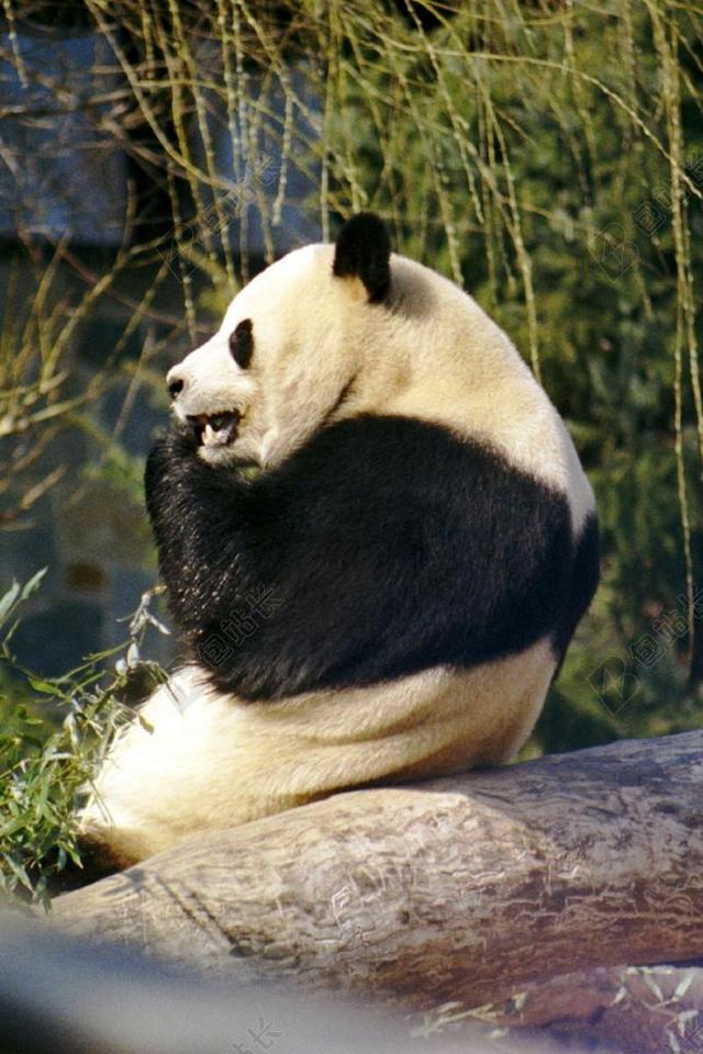 可爱的大熊猫背景图片