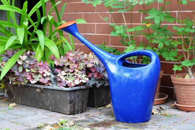 喷壶 浇水 植物 水 园艺 照顾 蓝色