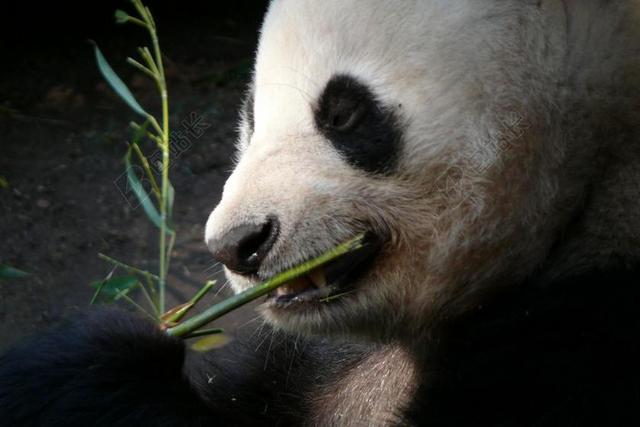 动物园 圣地亚哥 动物 熊猫 哺乳动物 熊 毛皮 饮食 势头