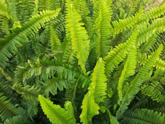 植物 绿植 蕨类