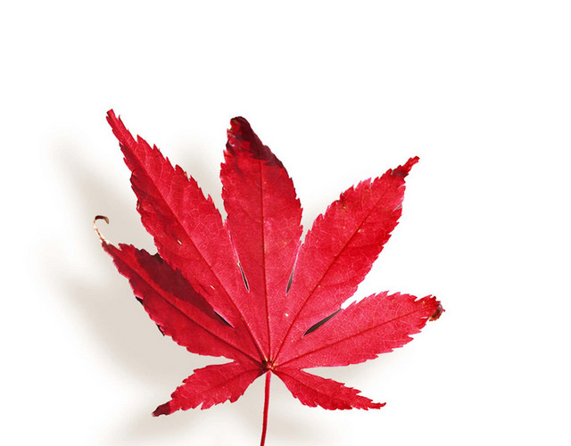 立秋秋天秋分简约红色枫叶素材