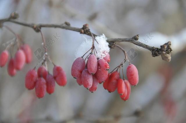 冬天到了 红色 雪