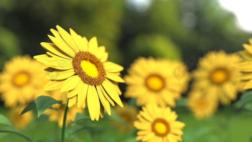金色的向日葵背景图片