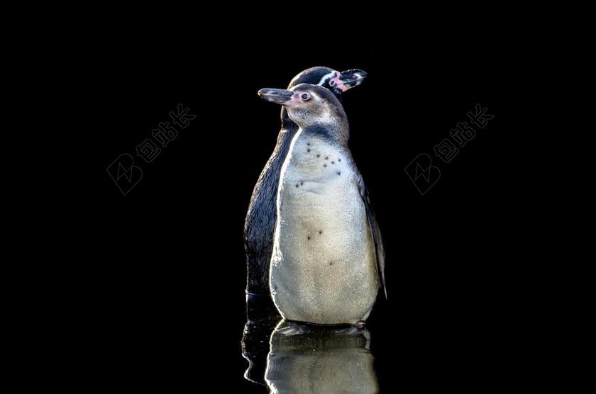 黑暗里的可爱企鹅背景图片