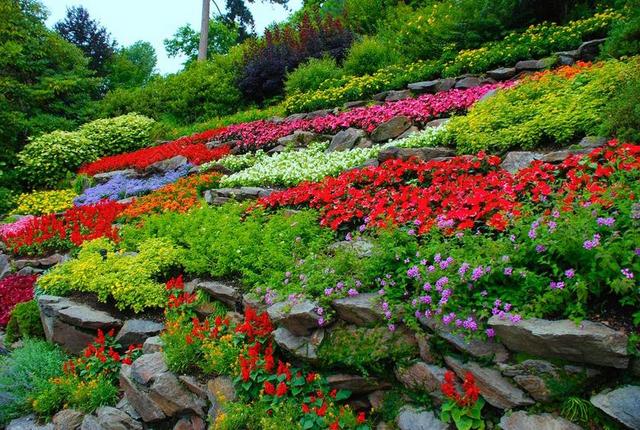 花 花园 自然 春 绿色 夏天 花的 花卉园 植物 多彩