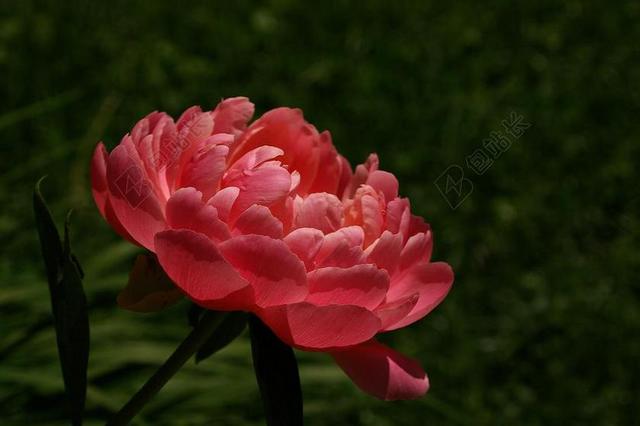 牡丹 开花 春天的花朵 花 常年 粉红色 粉色牡丹 盛开 春