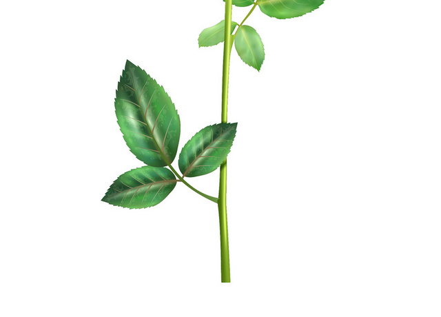玫瑰花鲜花花朵花卉情人节花枝素材