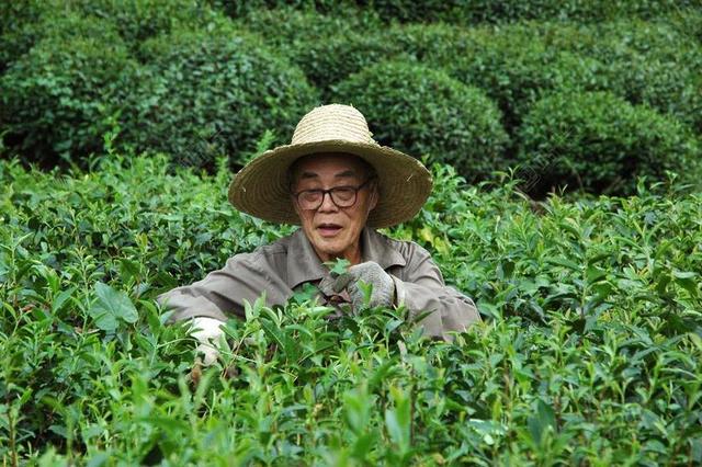 人物慈祥正在采茶的爷爷摘茶茶场农业人物摄影背景图片