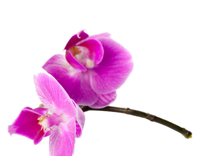 简约紫色鲜花花朵花瓣花枝素材