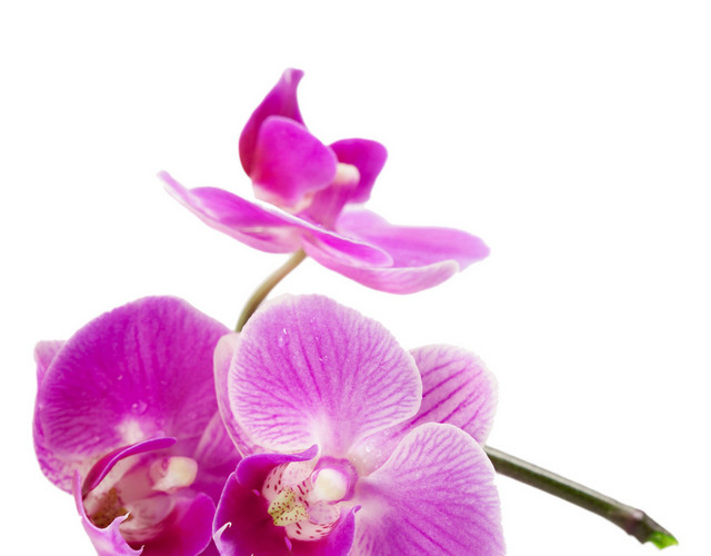 简约紫色鲜花花朵花瓣照片素材
