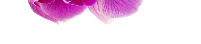 简约紫色鲜花花朵花瓣照片素材