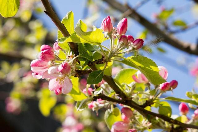 苹果花 苹果树 芽 粉红色 春天 开花 苹果树开花 天空 科