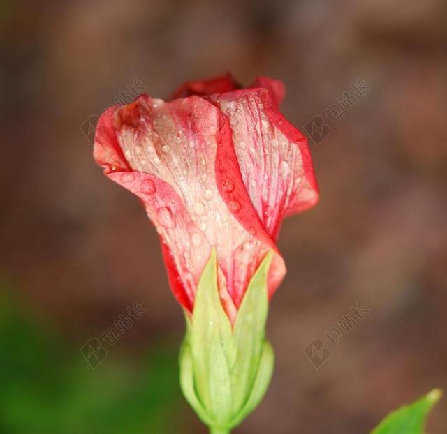 红色的花苞和露水背景图片
