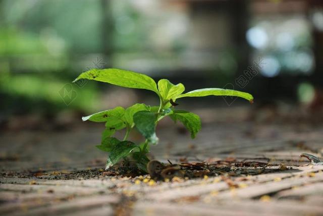 绿色 植物 树 叶子 自然 春 小树