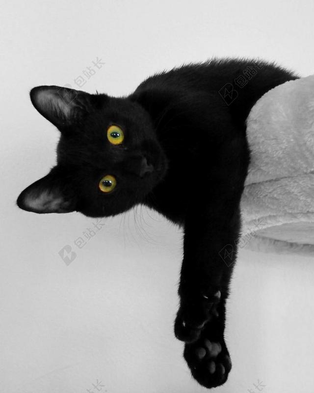 黑白动物搞怪趴在毯子上的黑猫宠物动物猫背景图片