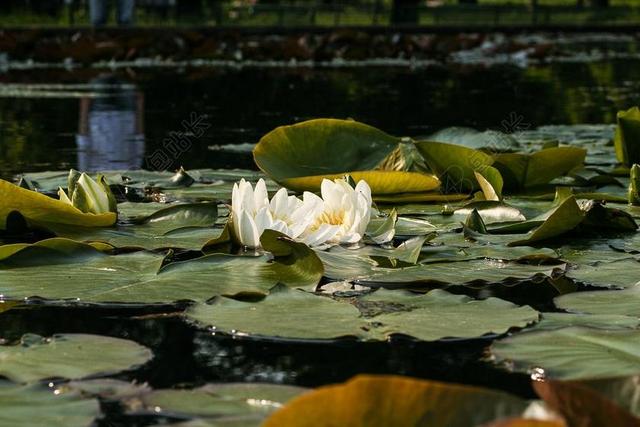 白睡莲 睡莲阿尔瓦 睡莲 花 厂 植物群 花园 池塘