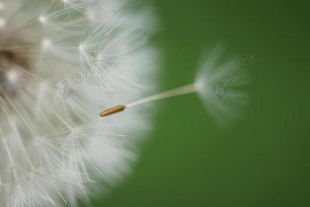 蒲公英 花 种子 绿色的植物 厂 草地 关闭 性质 指出花