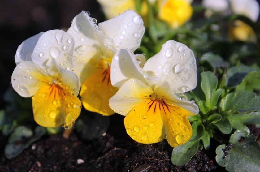 白色的鲜花和露水背景图片
